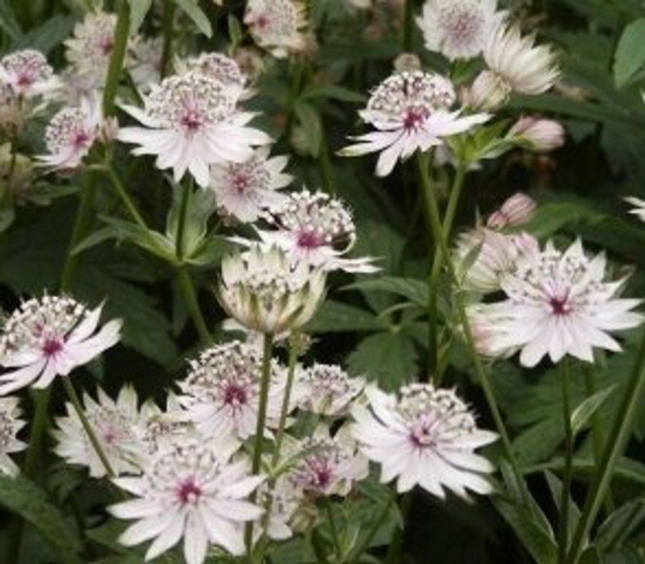 Astrantia Major. 'Florence'