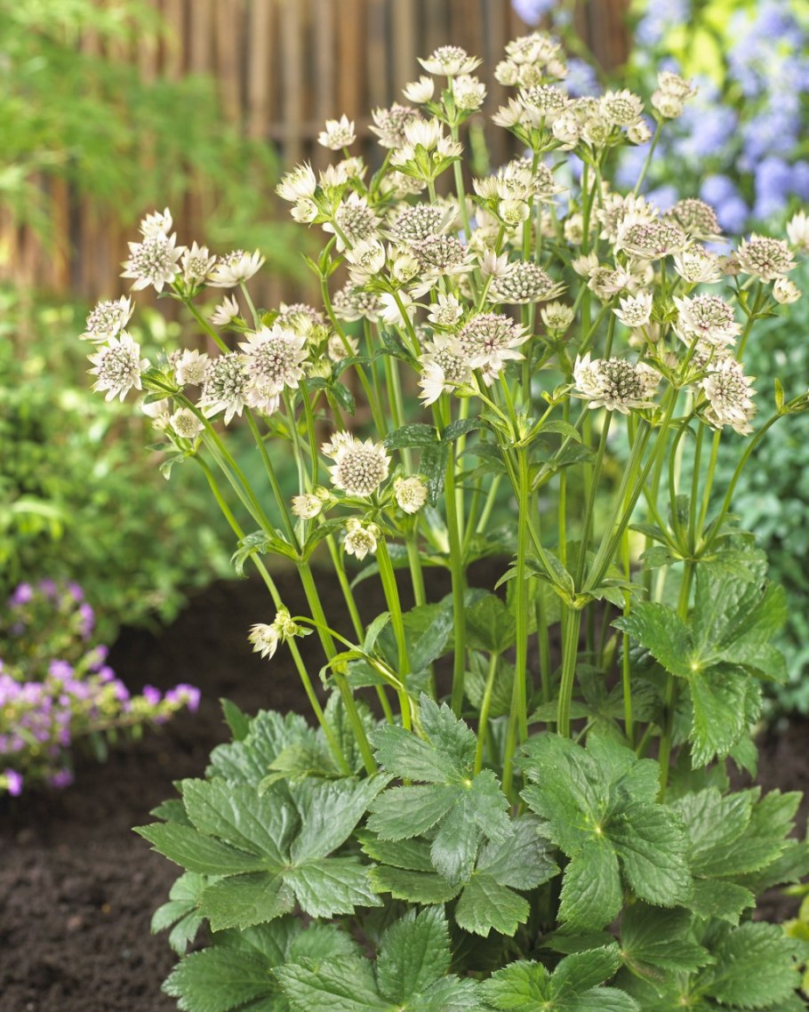 Астранция крупная Шегги