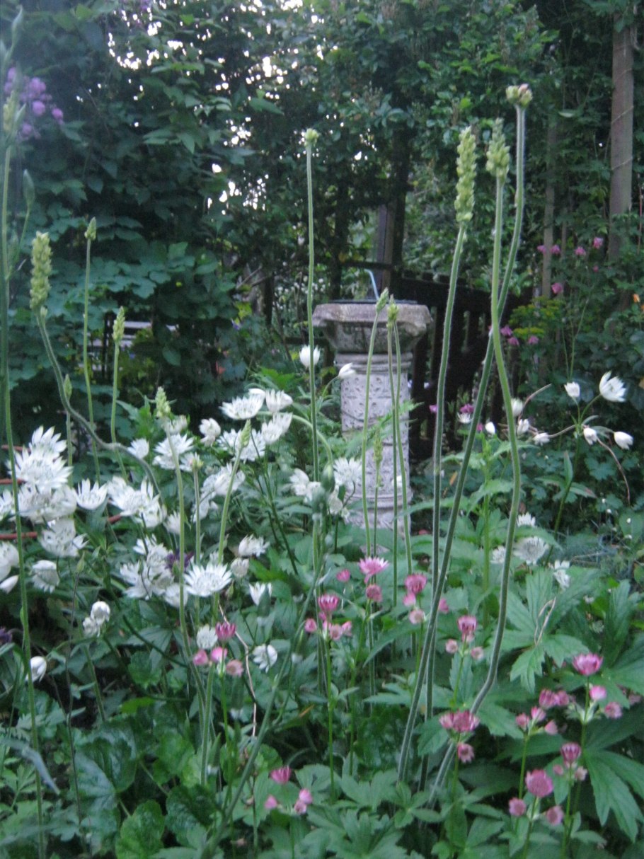 Астранция белая