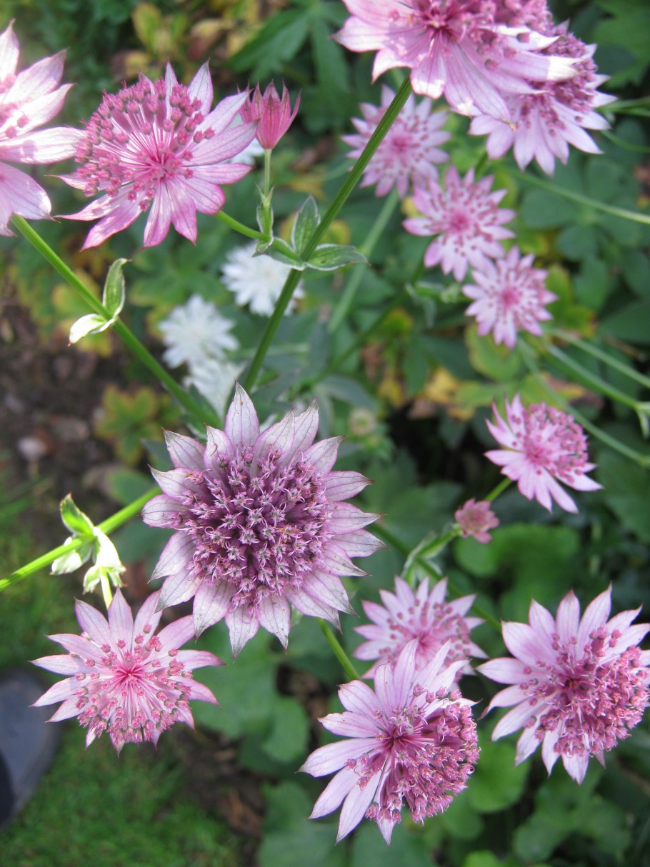 Астранция-Astrantia-billion Stars