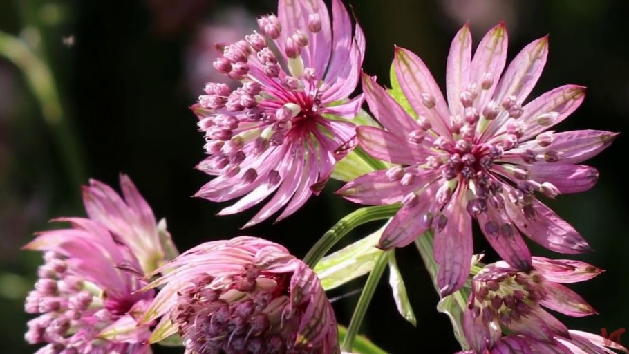 Астранция большая (Astrantia Major &#96;Alba