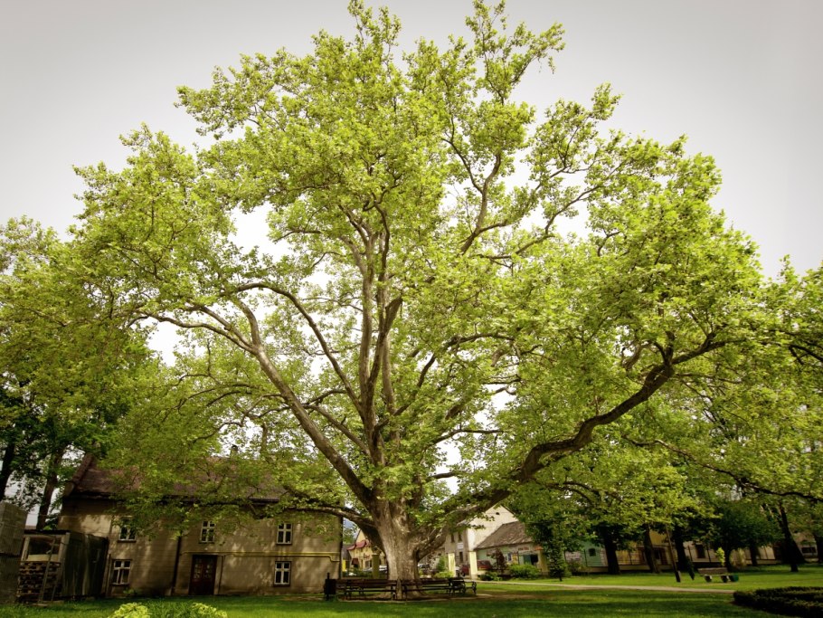Платан Восточный (Platanus orientalis)