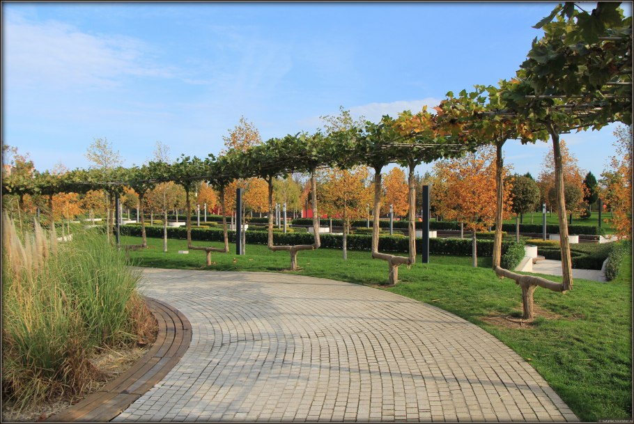 Платан Южный дерево