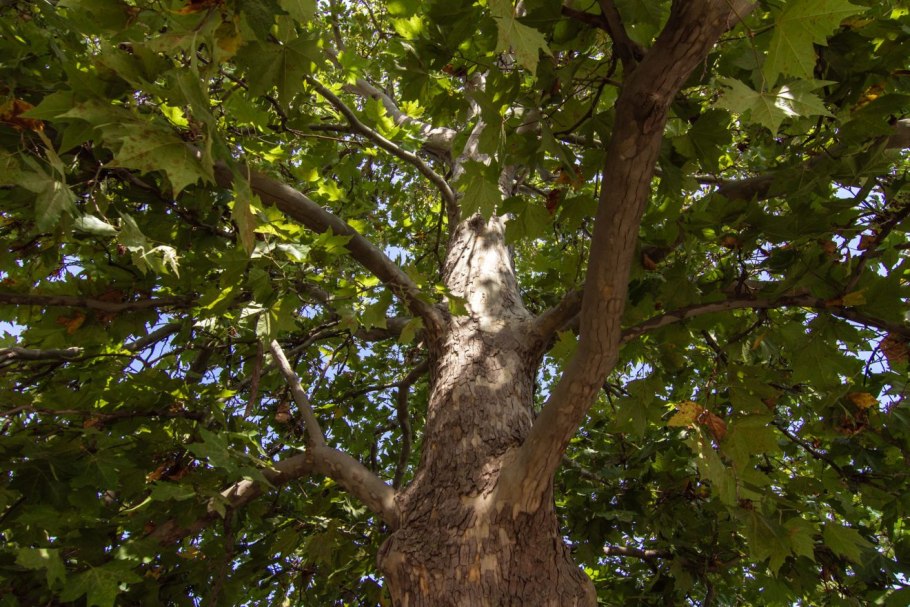 Платан дерево плоды