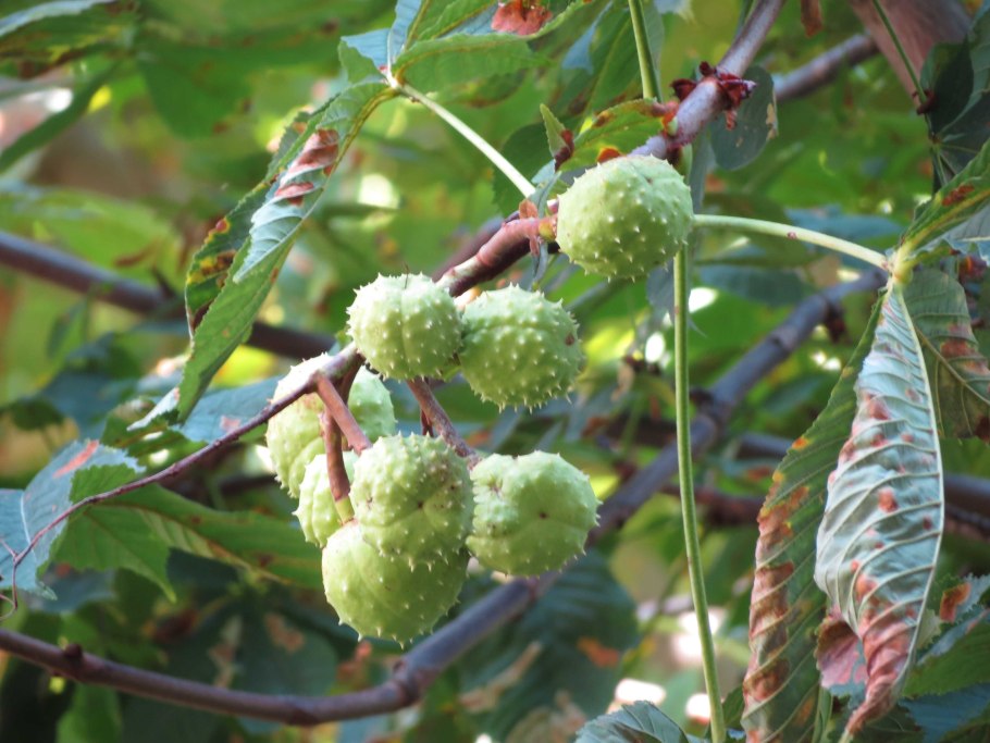 Платан Восточный