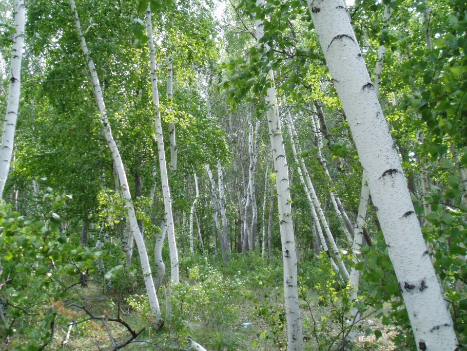 Береза пушистая Betula pubescens