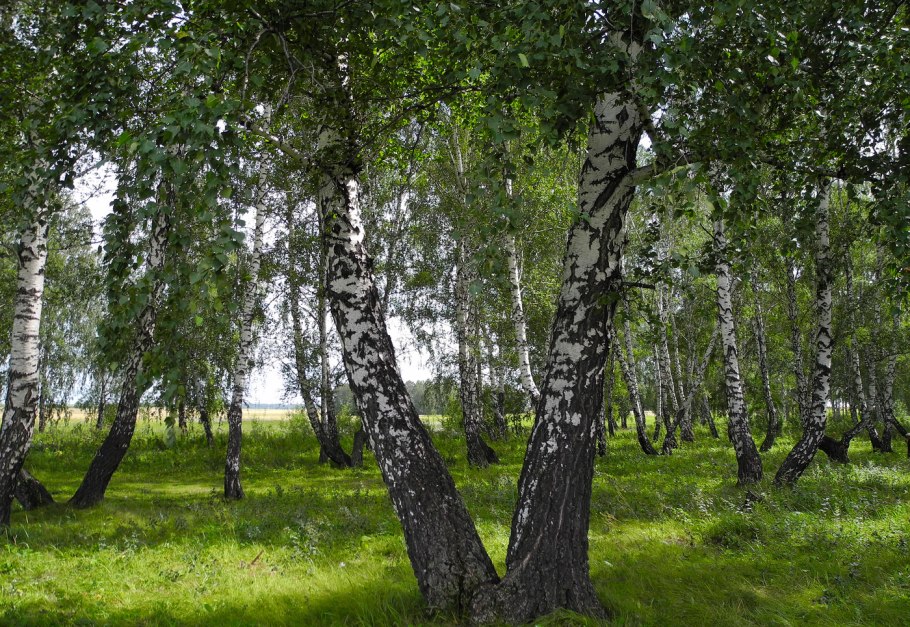 Береза японская Вишневая