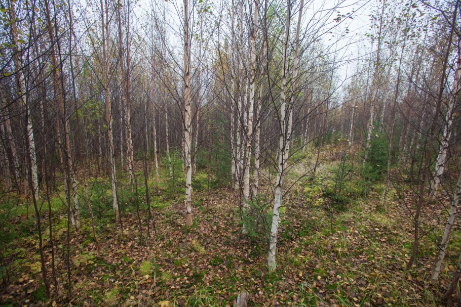 Тополь Лесной