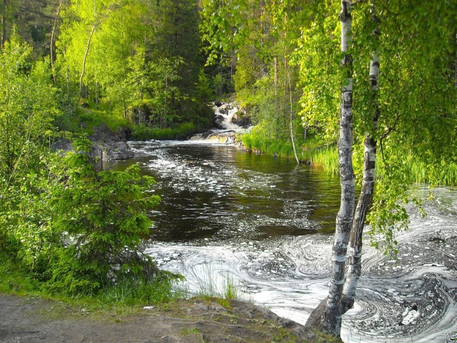 Уральская береза