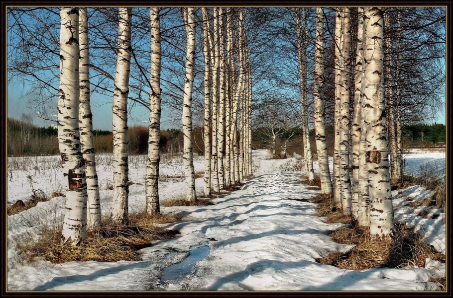 Берёзовая роща Курск