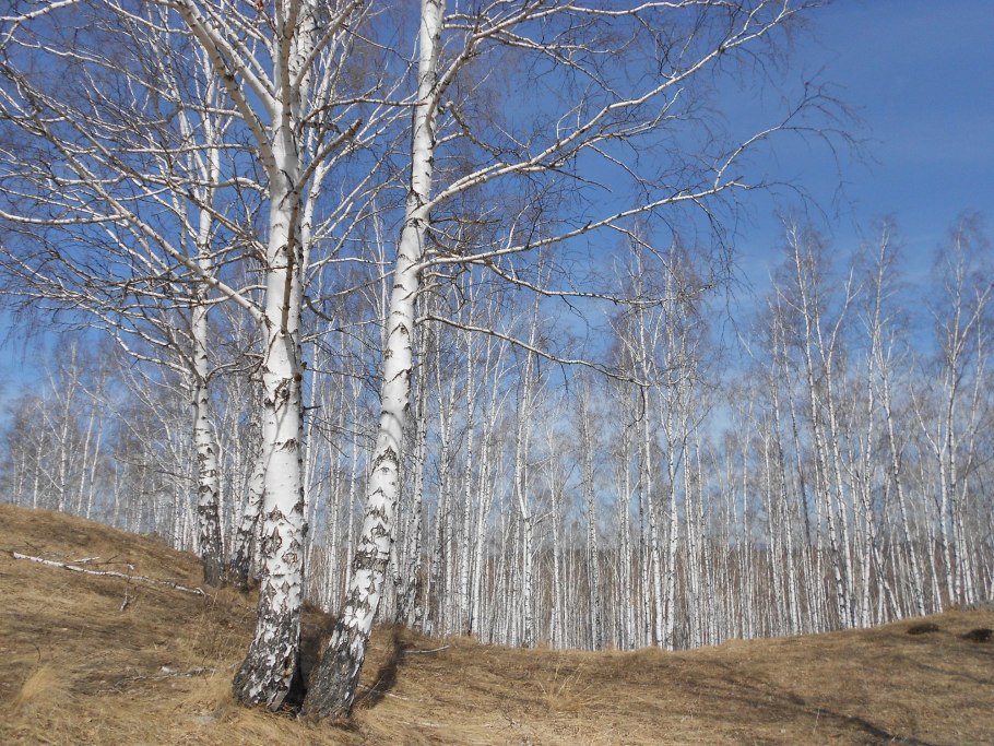 Можжевельник подмосковный Лесной