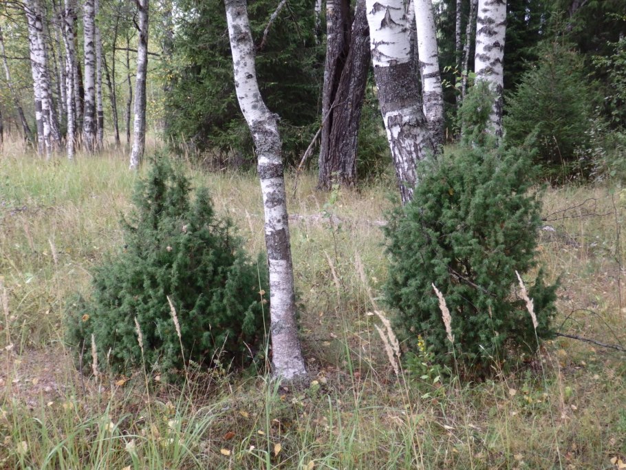 Пригорок с березками