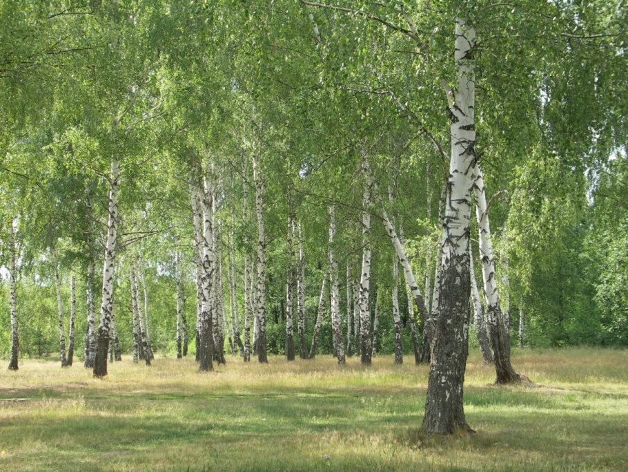 Мелколиственные леса Западной Сибири