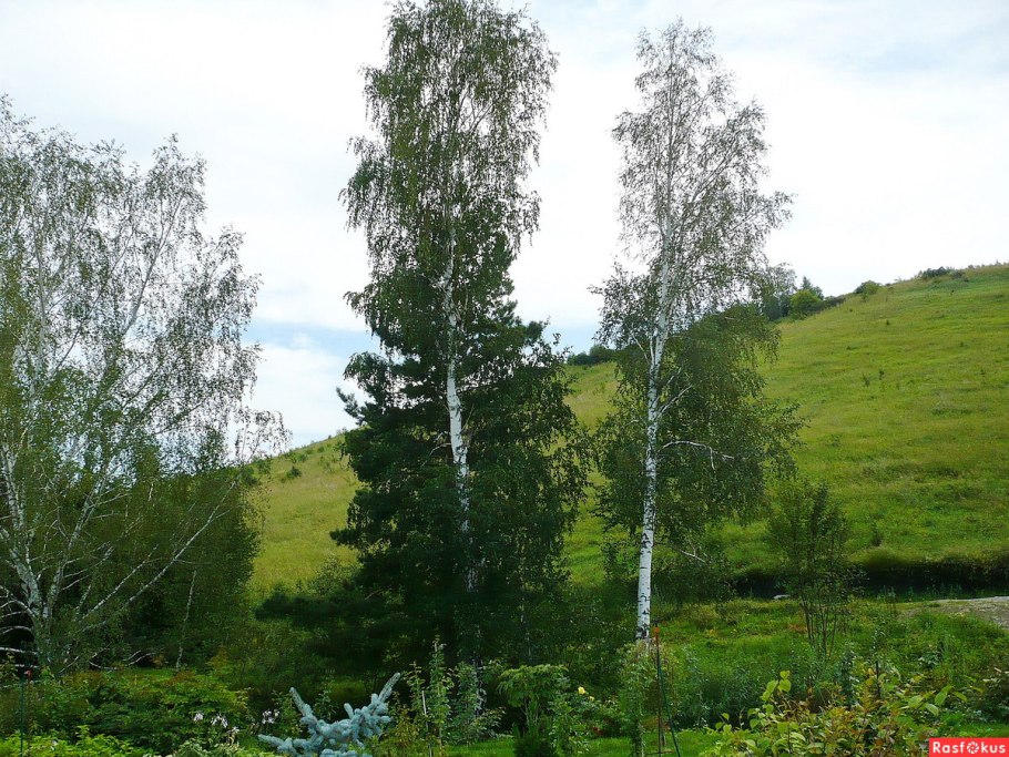 Береза бородавчатая