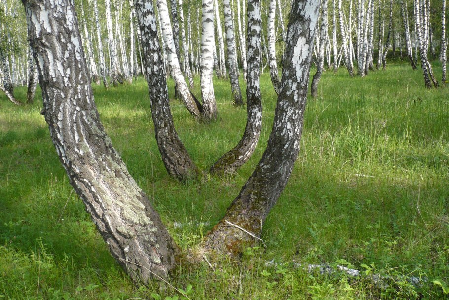 Ьерезеза символ России