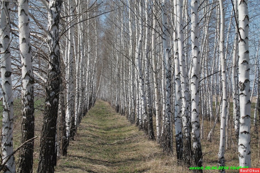 Береза бородавчатая береза повислая