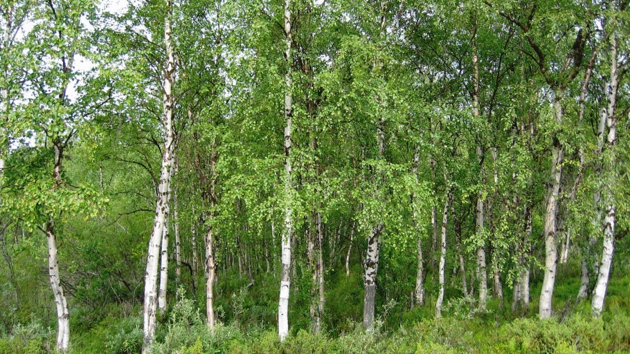 Береза бумажная Betula papyrifera