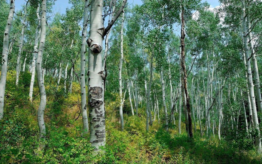 Береза кустовая "Betula fruticosa"