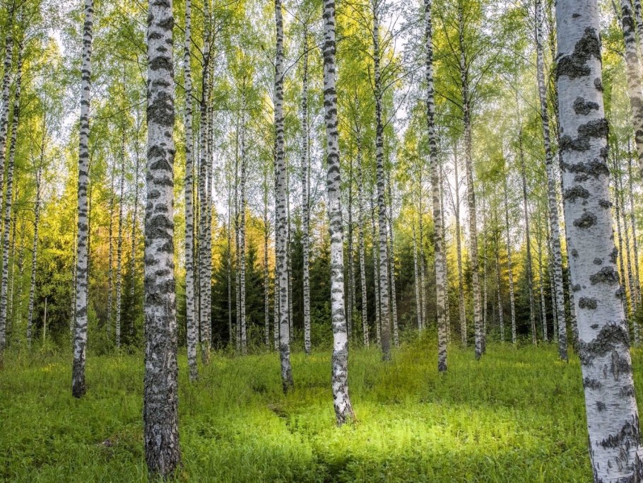 Берёза бумажная (лат. Betula papyrifera)