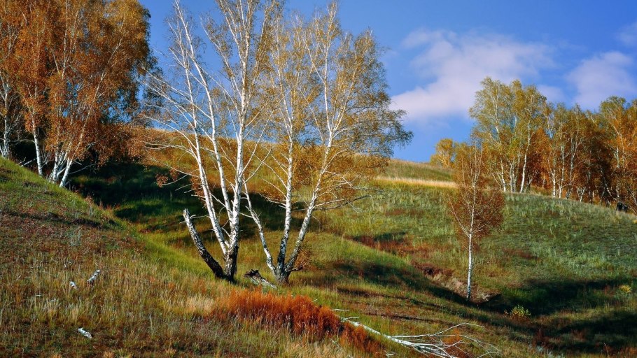Российские просторы березы Есенин