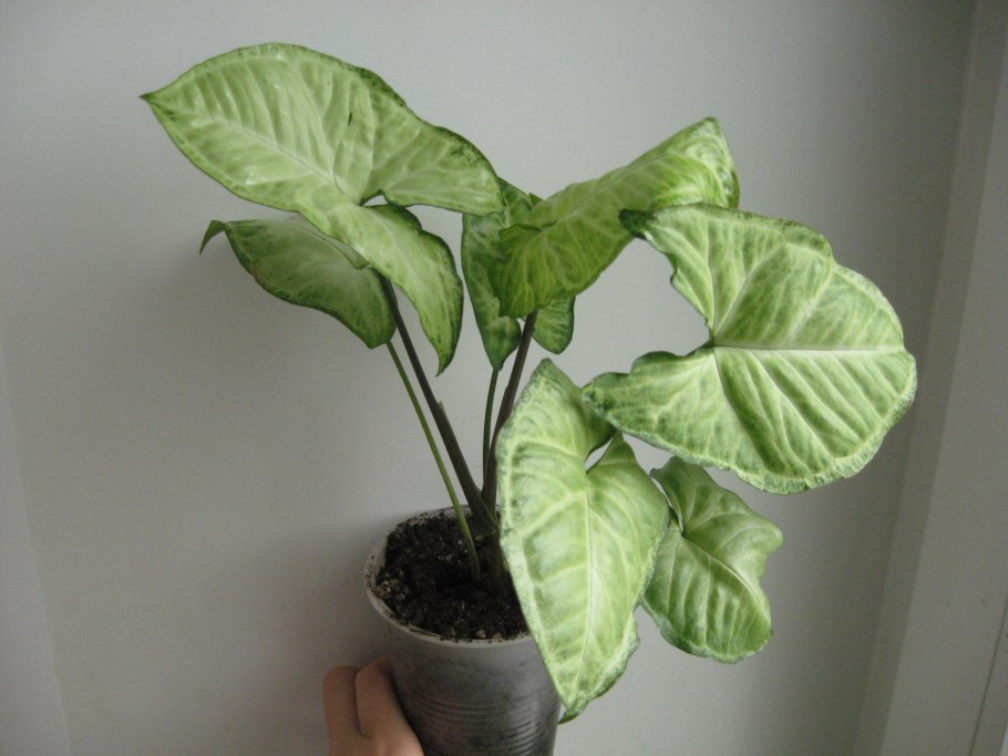 Сингониум podophyllum