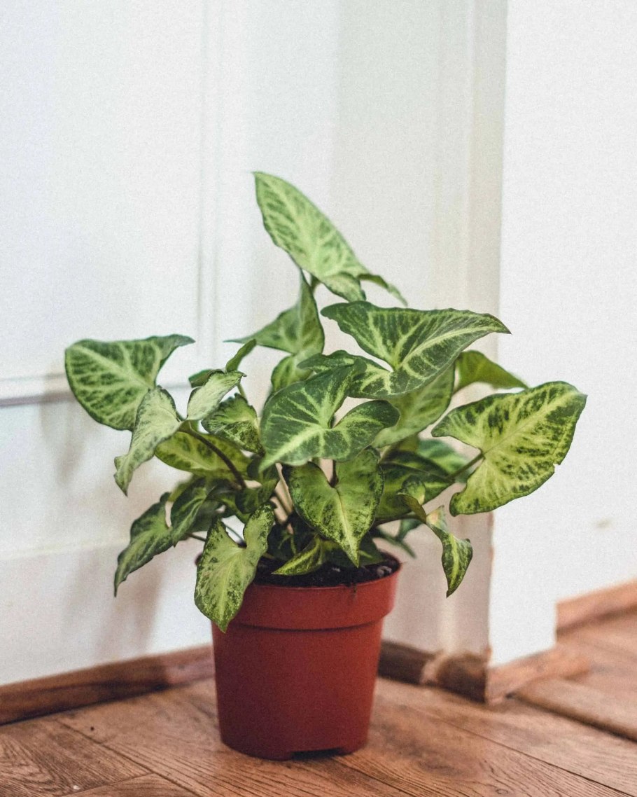 Сингониум белая бабочка Syngonium White Butterfly