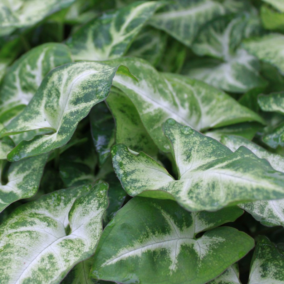 Сингониум Вайт Баттерфляй