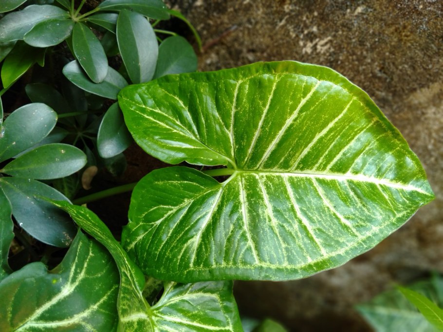 Сингониум White Butterfly