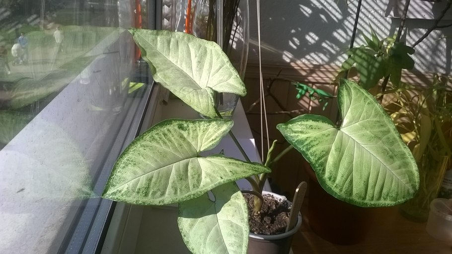 Сингониум Вайт