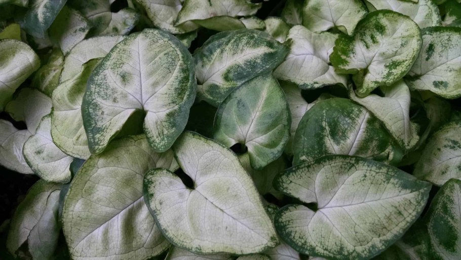 Syngonium podophyllum "White Butterfly"