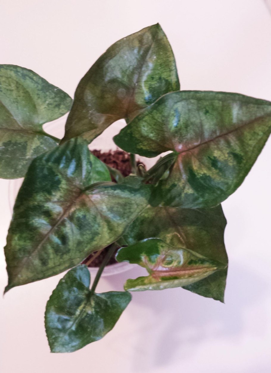 Сингониум голден таурус