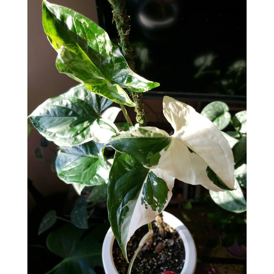 Сингониум Мохито фото в интерьере