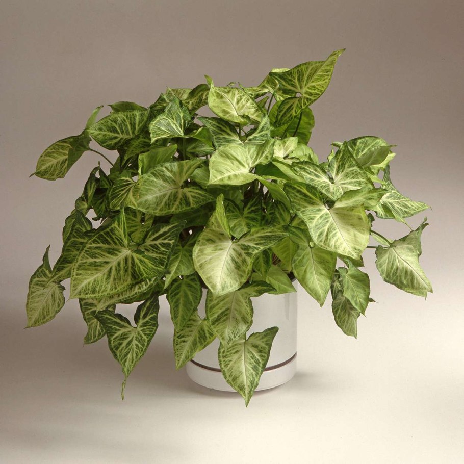 Сингониум ножколистный