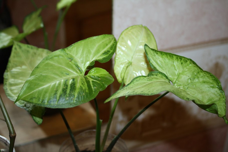 Уайт Баттерфляй сингониум