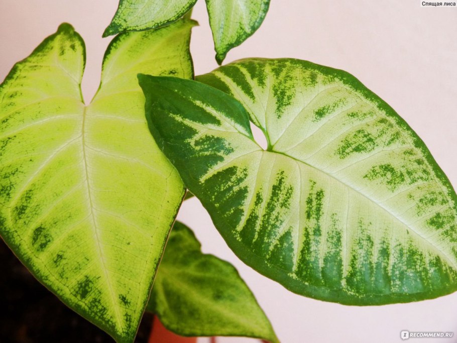 Сингониум ножколистный Лиана