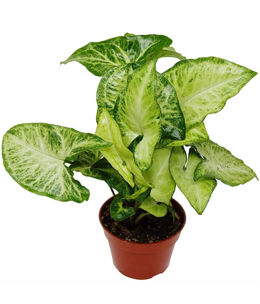 Сингониум ножколистный