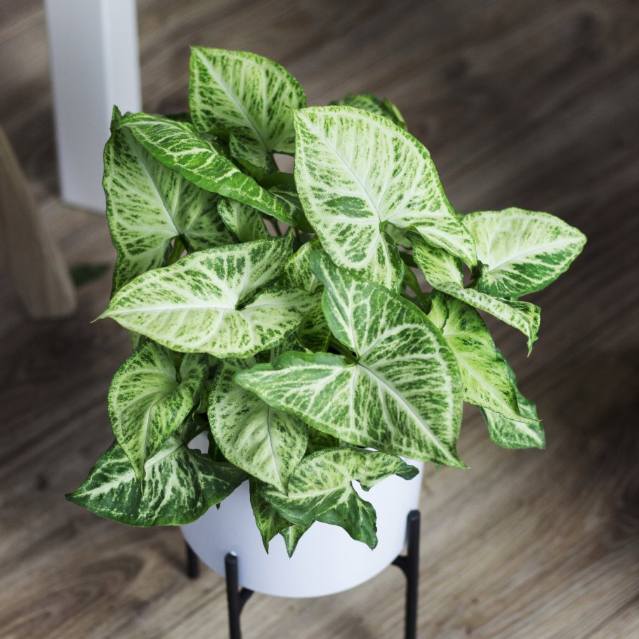 Сингониум арроу