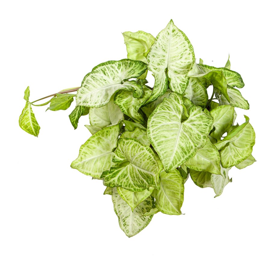 Уайт Баттерфляй сингониум