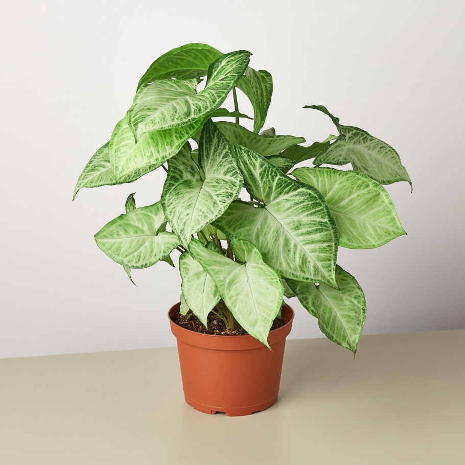 Сингониум Баттерфляй (Syngonium White Butterfly)