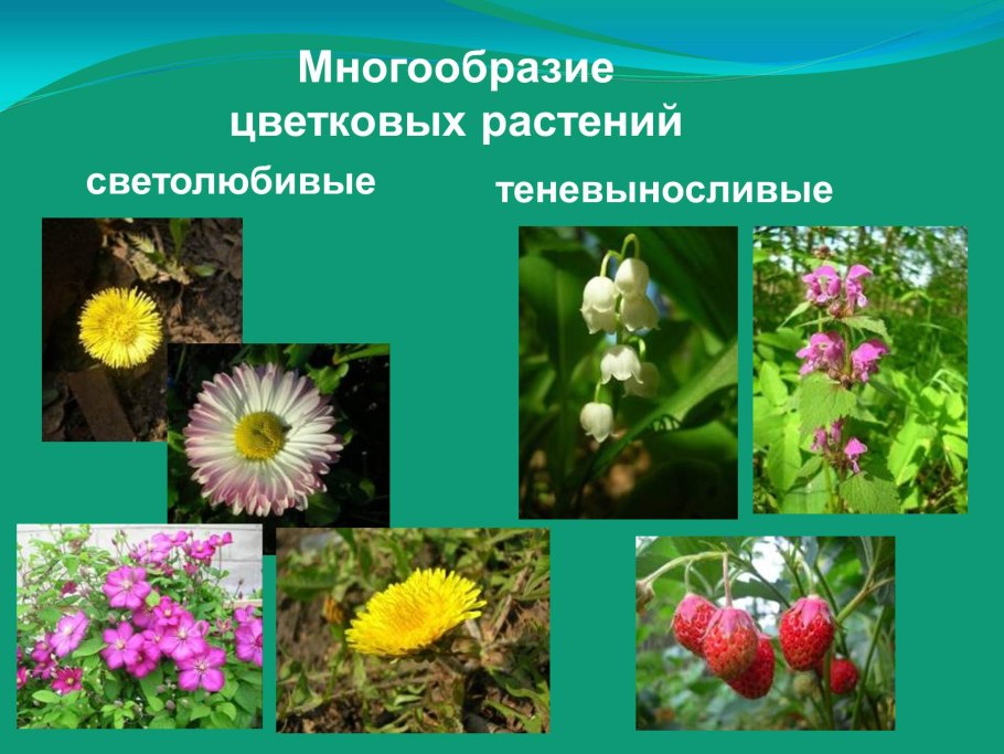 Папоротник тенелюбивое растение