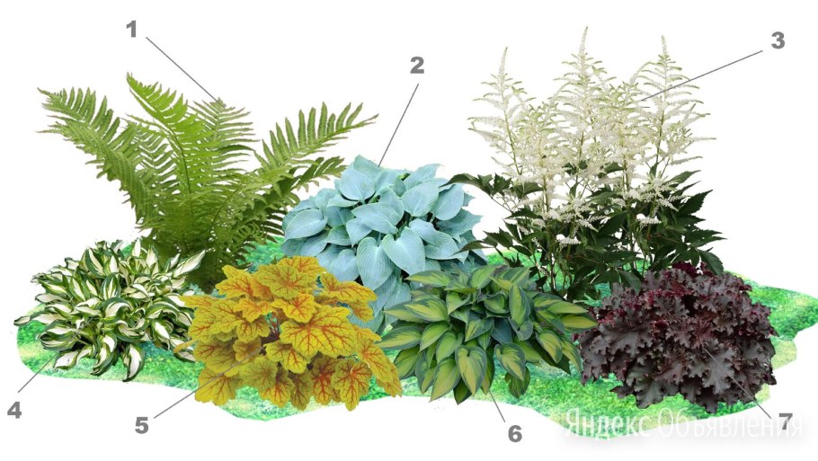 Ландыш Майский