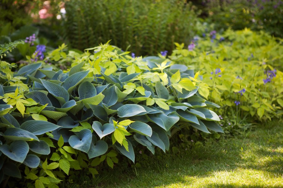 Лесная Хоста растение