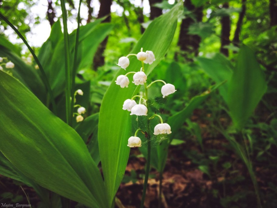 Гейхера Сансет