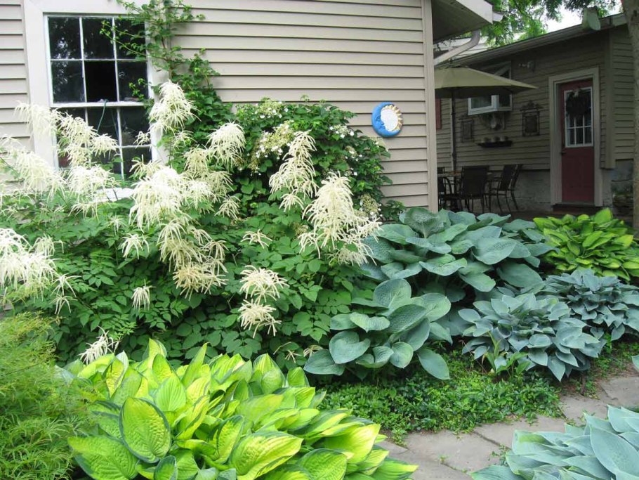 Аглаонема спатифиллум Сансевиерия