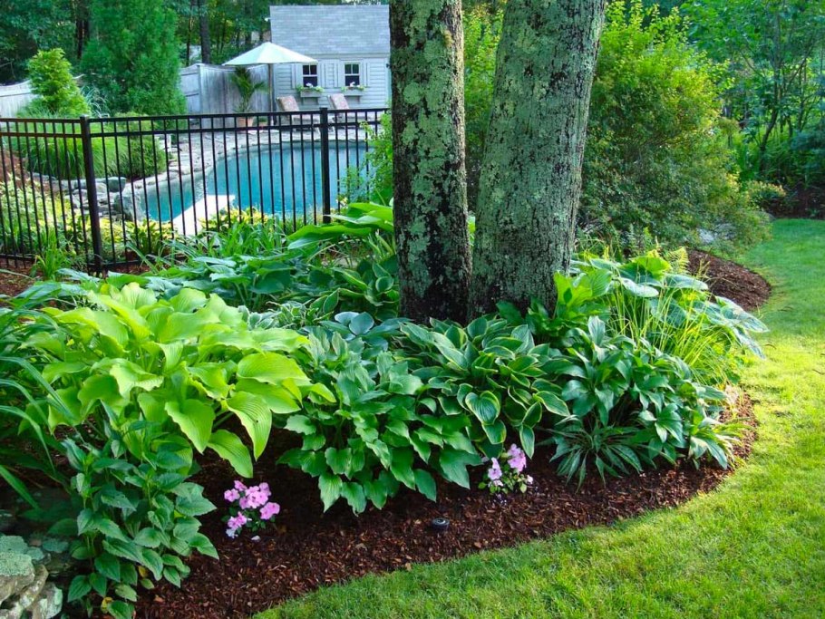 Теневыносливые почвопокровные многолетники