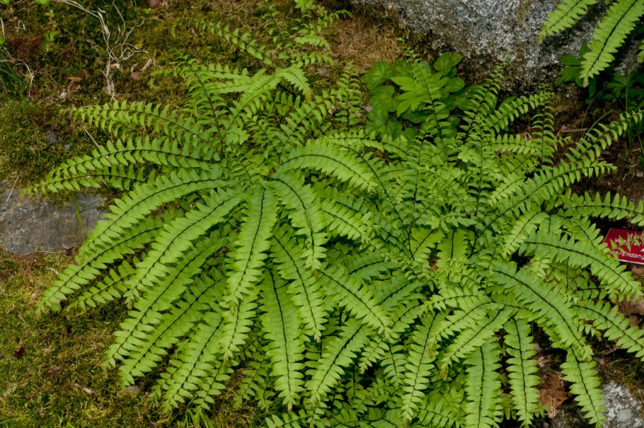 Горшочные растения тенелюбивые