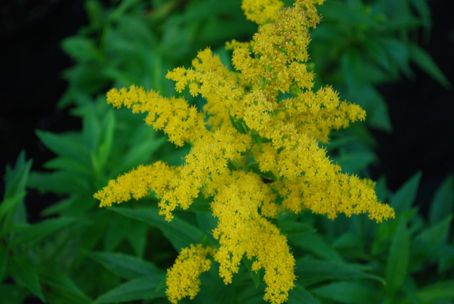Солидаго скученый (Solidago glomerata `Goldkind`)