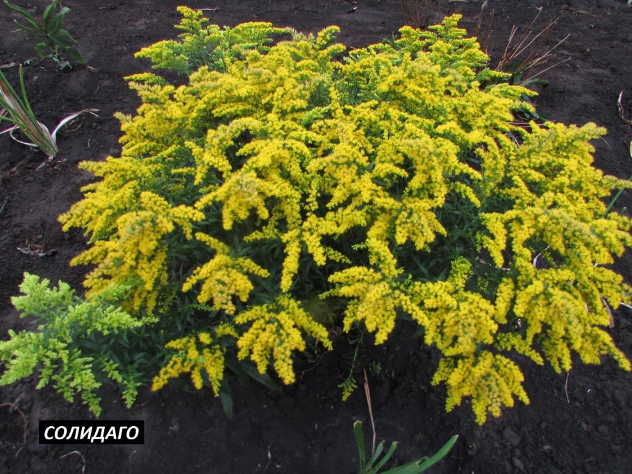 Солидаго (золотарник) variegata