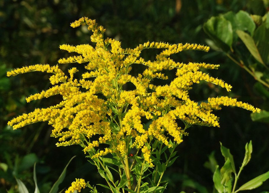 Solidago 'Goldzwerg'