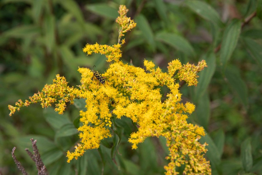 Солидаго 'Citronella'